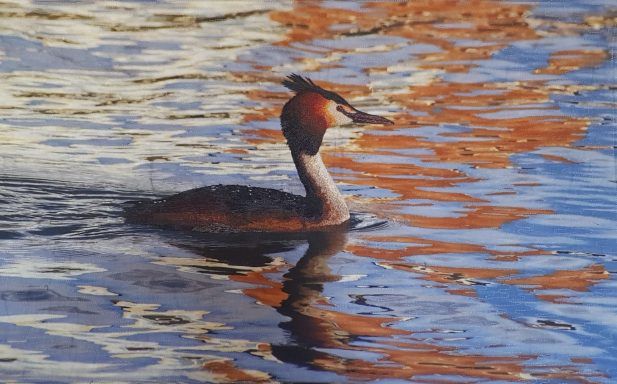 Fuut Fuut zwemt rustig op water met reflecties van oranje en blauw.